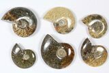 Lot: KG Madagascar Polished Ammonites (-) - Pieces #79353-3